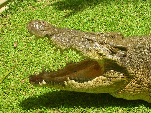 Coccodrillo