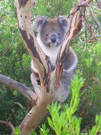Koala