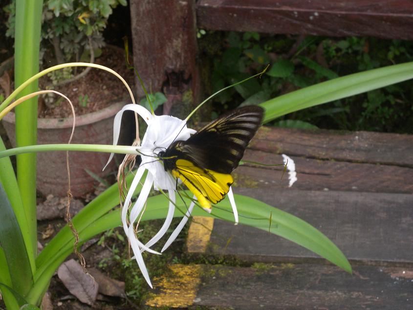 butterfly in Sukau lodge